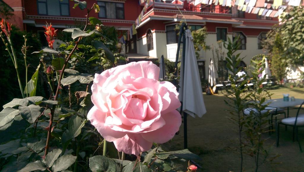 ROKPA Guest House Katmandou Extérieur photo